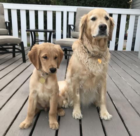 Charlie (Mason 18-141)