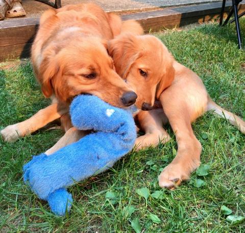 Charlie playing with Remy at the lake