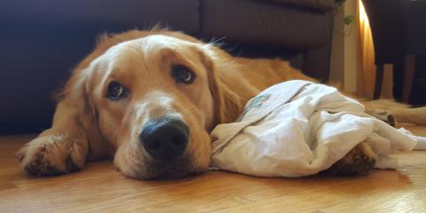 Max with a kitchen towel