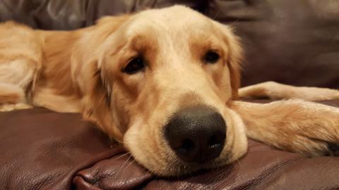 Max on the couch
