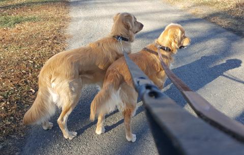 Max on a walk with Buddy