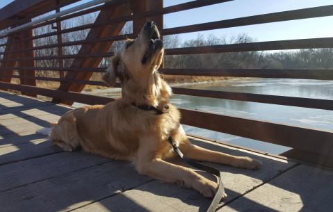Max bird-watching