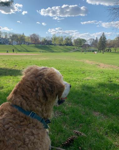 People and dog watching was a favorite park activity. McGraw 18-009