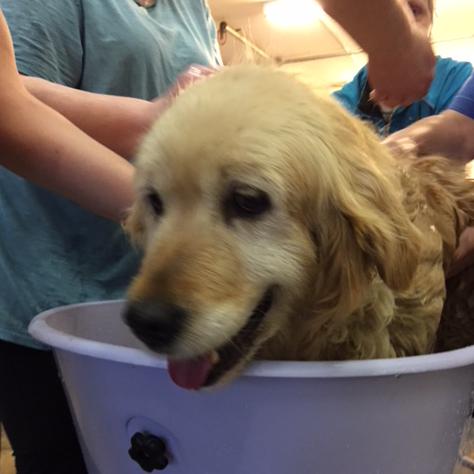 Miki enjoying a bath
