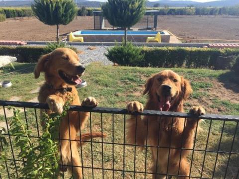 Milo 17-178TD and Paddington Peanut are excited to come to America