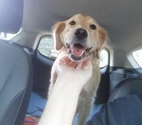 Pearl being transported to her foster home