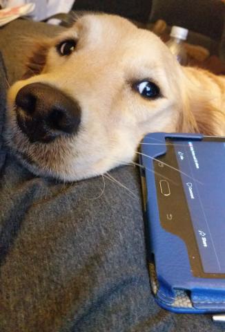 Patiently looking at the phone.