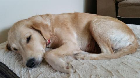 Pearl ready to fall asleep on her dog bed