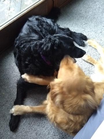 Everyone needs a wrestling buddy