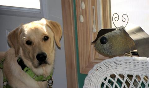 Well, not so sure about this dog as I couldn't get him to play with me.