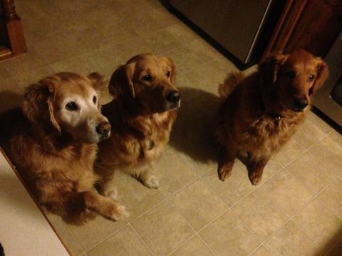 All 3 dogs lined up.
