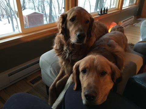 Bear interrupts Jack's snuggle time while we were overlooking the winter wonderland at the cabin.