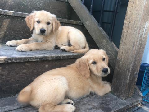 Rodeo (top) and his partner in crime