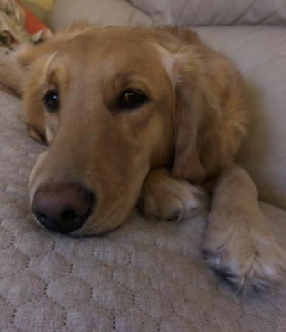 Sadie 19-184A