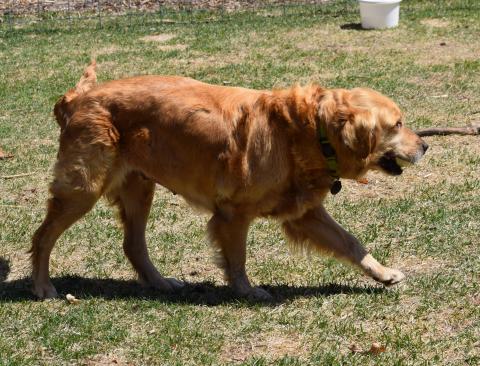 Showing off my figure from all the walks we do!