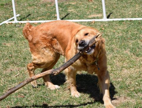I love sticks!