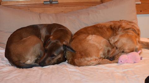 Taking a nap with Greta