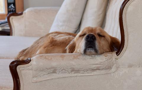 Dogs aren’t allowed on this couch