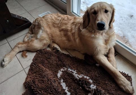 I love to lay around after a fun afternoon of chasing my foster siblings around.