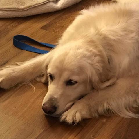Skye very tired