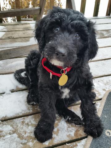 Snickers in the snow