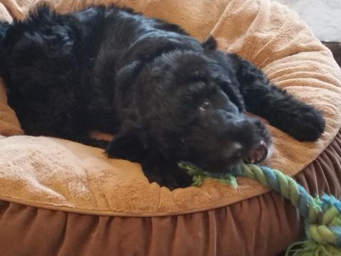 Snickers chewing on a rope toy