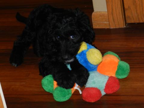 Snickers with a stuffed toy