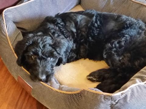 Snickers loves her dog beds