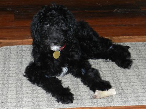 Home again with my antler.