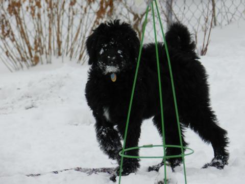 Snow dog