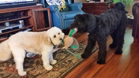 Playing tug with Maggie