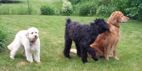Snickers and friends
