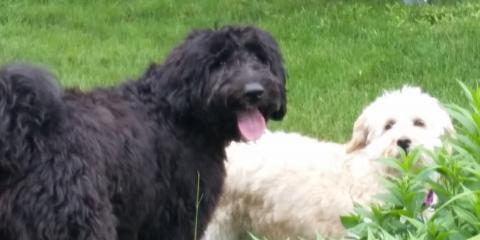 Snickers and Maggie