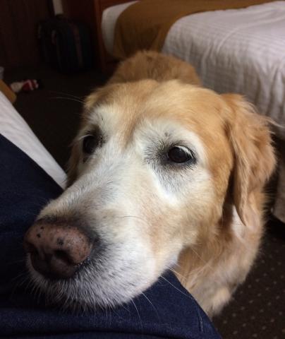 Sugar (Sammy) 07-298