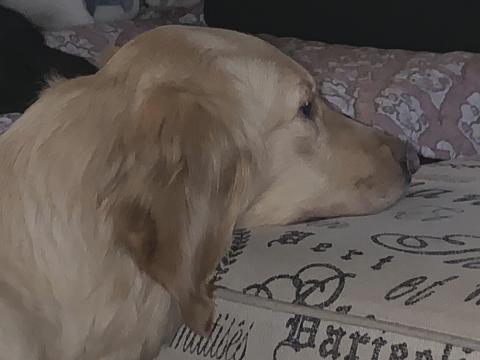 Resting her head