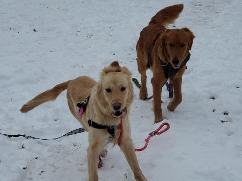 Tessy and Lena 19-206A enjoying their play date!