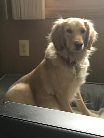 Chloe sitting in the dog bed