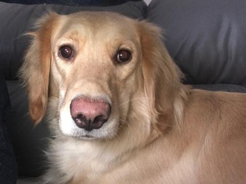 Chloe laying by me on the couch