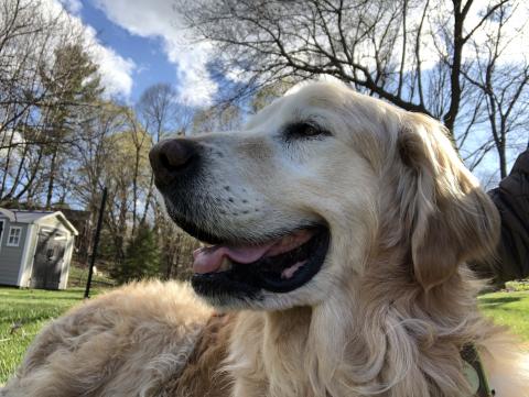 Now, this is the Golden life!