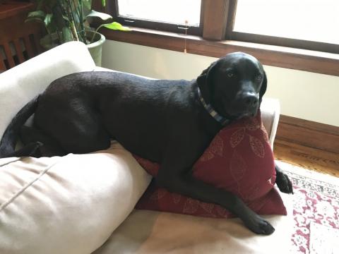Arlo (Zack 15-179)