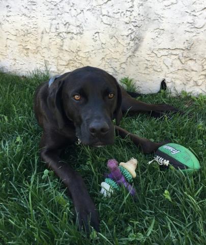 Arlo (Zack 15-179)