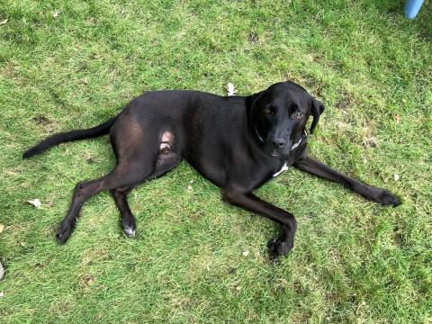 Arlo (Zack 15-179)