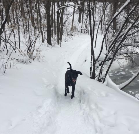 Arlo (Zack 15-179)
