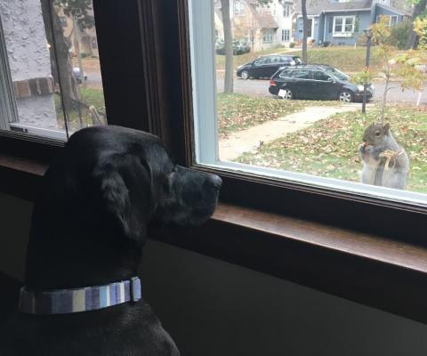 Arlo (Zack 15-179)