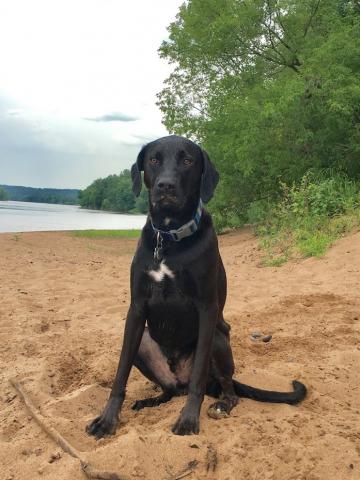 Arlo (Zack 15-179)
