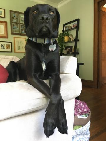 Arlo (Zack 15-179)