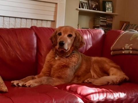 Princess Skye on her throne