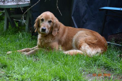 Chilling in the yard