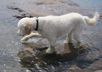Milo
