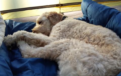Milo enjoys camping but prefers our mattress over his dog bed.